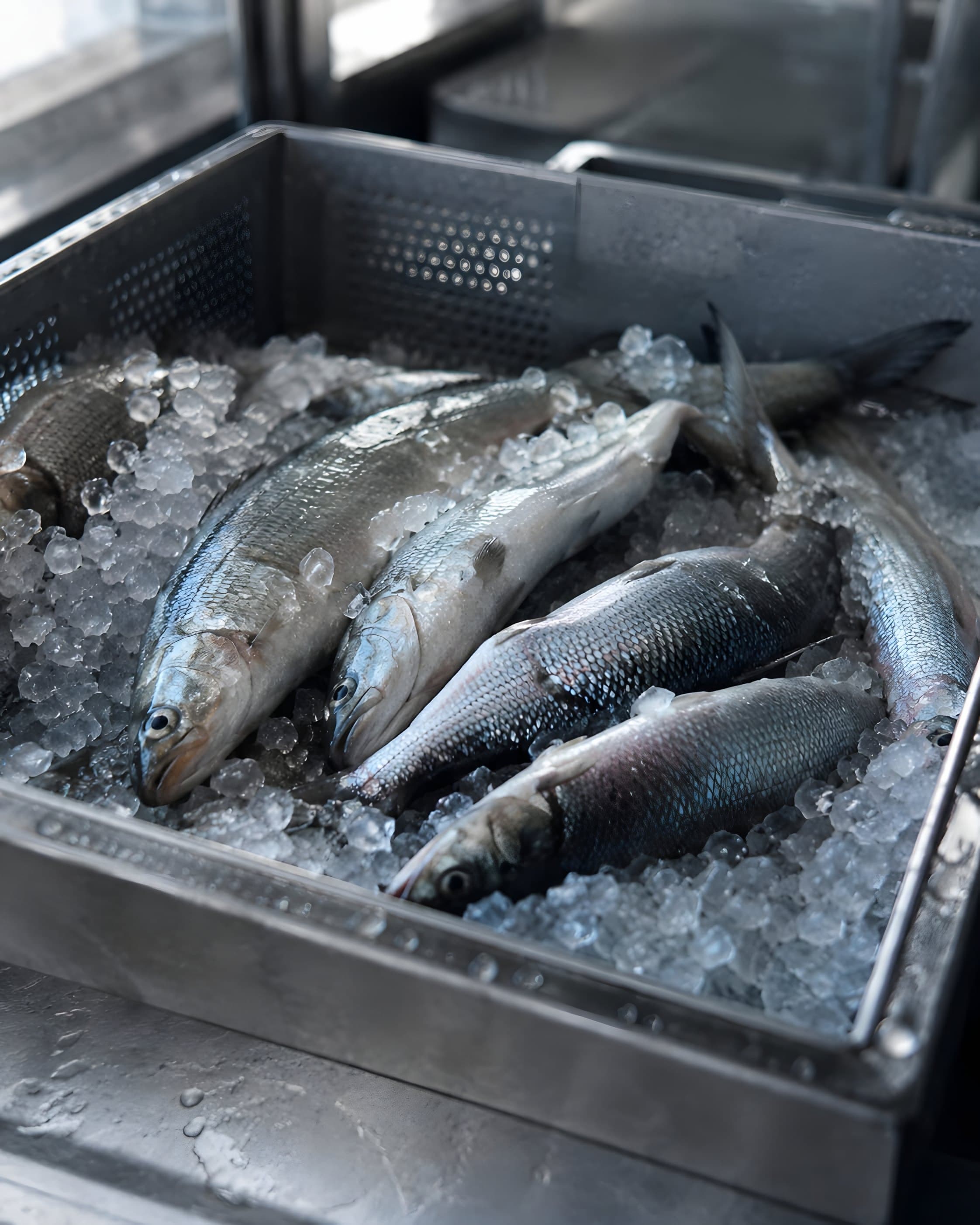 Fangfrischer Chiemsee-Fisch auf Eis